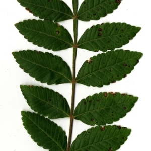  - Rhus coriaria L. [1753]