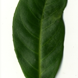 Photographie n°198987 du taxon Prunus laurocerasus L. [1753]
