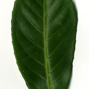 Photographie n°198990 du taxon Prunus laurocerasus L. [1753]