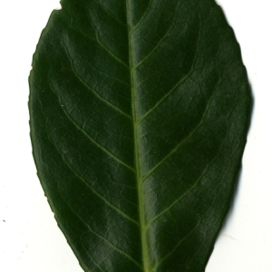 Photographie n°198995 du taxon Prunus laurocerasus L. [1753]