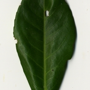 Photographie n°198998 du taxon Prunus laurocerasus L. [1753]