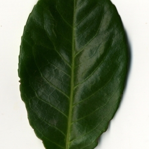 Photographie n°198999 du taxon Prunus laurocerasus L. [1753]