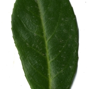 Photographie n°199003 du taxon Prunus laurocerasus L. [1753]