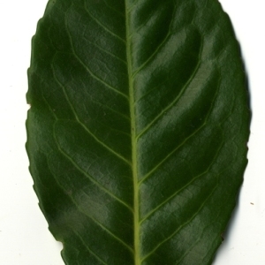 Photographie n°199014 du taxon Prunus laurocerasus L. [1753]