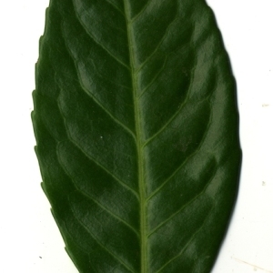 Photographie n°199016 du taxon Prunus laurocerasus L. [1753]