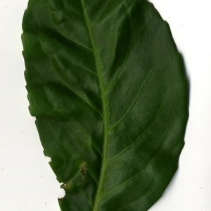 Photographie n°199018 du taxon Prunus laurocerasus L. [1753]