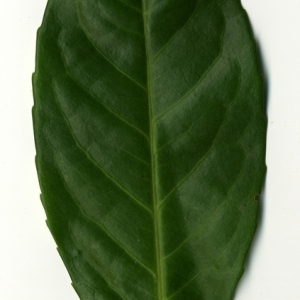 Photographie n°199019 du taxon Prunus laurocerasus L. [1753]