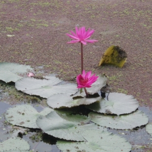 Photographie n°199222 du taxon Nelumbo nucifera Gaertn.