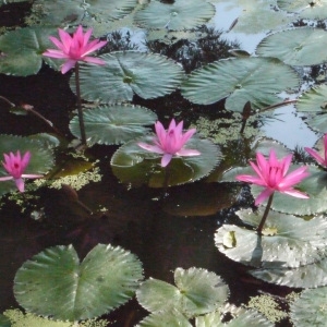 Photographie n°199224 du taxon Nelumbo nucifera Gaertn.