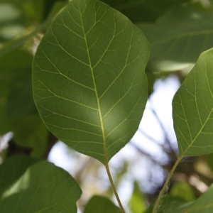 Photographie n°199275 du taxon Cotinus coggygria Scop. [1771]