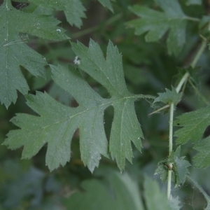 Photographie n°199276 du taxon Crataegus monogyna Jacq. [1775]