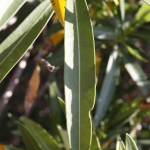 Photographie n°199287 du taxon Nerium oleander L. [1753]