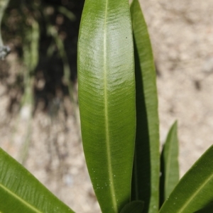 Photographie n°199290 du taxon Nerium oleander L. [1753]