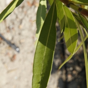 Photographie n°199293 du taxon Nerium oleander L. [1753]