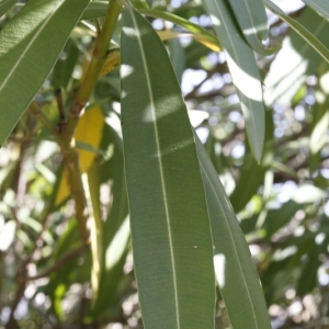 Photographie n°199295 du taxon Nerium oleander L. [1753]