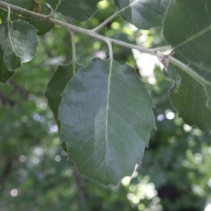 Photographie n°199299 du taxon Quercus ilex L. [1753]