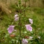  Marc Chouillou - Clinopodium nepeta subsp. ascendens (Jord.) B.Bock [2012]