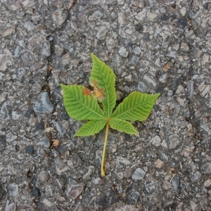 Photographie n°199318 du taxon Aesculus hippocastanum L. [1753]