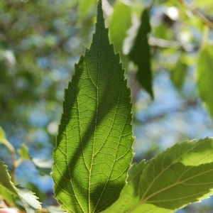 Photographie n°199320 du taxon Celtis australis L. [1753]