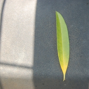 Photographie n°199327 du taxon Nerium oleander L. [1753]