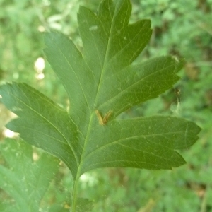 Photographie n°199358 du taxon Crataegus monogyna Jacq. [1775]