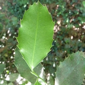 Photographie n°199359 du taxon Ilex aquifolium L.