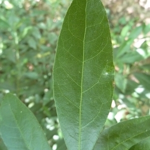 Photographie n°199360 du taxon Laurus nobilis L. [1753]