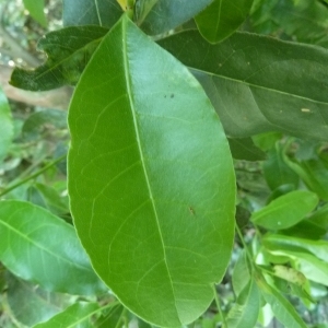 Photographie n°199363 du taxon Laurus nobilis L. [1753]