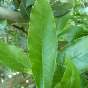 Photographie n°199364 du taxon Laurus nobilis L. [1753]