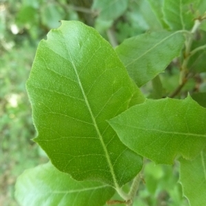 Photographie n°199371 du taxon Quercus ilex L. [1753]