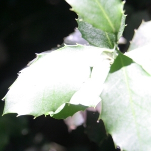 Photographie n°199387 du taxon Ilex aquifolium L.