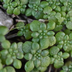 Photographie n°199410 du taxon Sedum litoreum Guss. [1826]