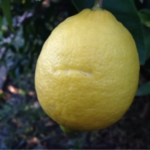 Photographie n°199416 du taxon Citrus limon (L.) Burm.f. [1768]