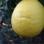  Daniel BARTHÉLÉMY - Citrus limon (L.) Burm.f. [1768]