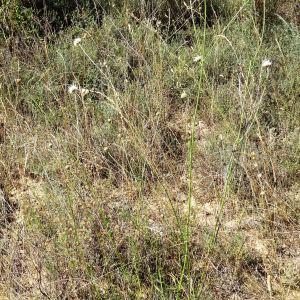 Photographie n°199443 du taxon Cephalaria leucantha (L.) Schrad. ex Roem. & Schult. [1818]