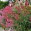  Jean-Claude Echardour - Centranthus ruber (L.) DC. [1805]