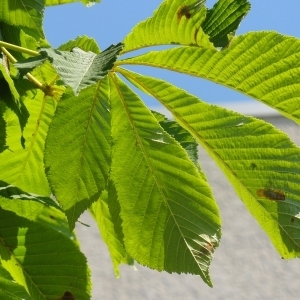 Photographie n°199456 du taxon Aesculus hippocastanum L. [1753]