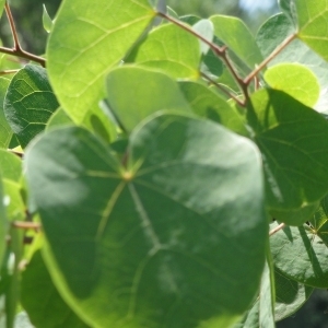 Photographie n°199460 du taxon Cercis siliquastrum L. [1753]