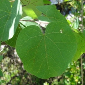 Photographie n°199461 du taxon Cercis siliquastrum L. [1753]