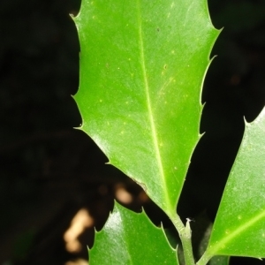 Photographie n°199472 du taxon Ilex aquifolium L.