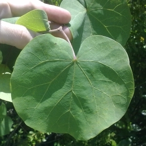 Photographie n°199487 du taxon Cercis siliquastrum L. [1753]