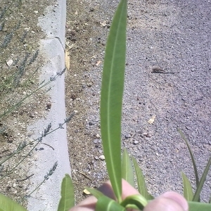 Photographie n°199491 du taxon Nerium oleander L. [1753]