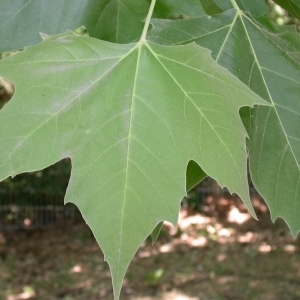 Photographie n°199499 du taxon Platanus x hispanica Mill. ex Münchh. [1770]