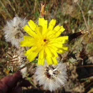 Photographie n°199543 du taxon Picris hieracioides L. [1753]