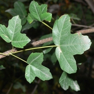 Photographie n°199609 du taxon Acer monspessulanum L. [1753]