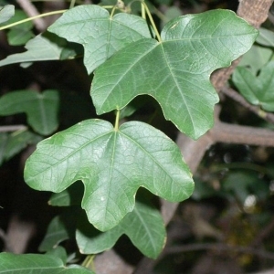 Photographie n°199610 du taxon Acer monspessulanum L. [1753]