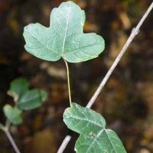 Photographie n°199612 du taxon Acer monspessulanum L. [1753]