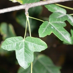 Photographie n°199617 du taxon Acer monspessulanum L. [1753]