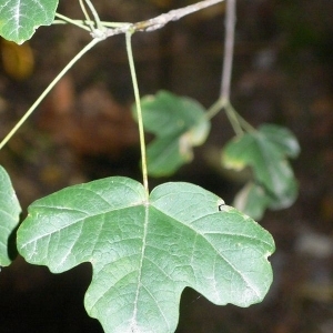 Photographie n°199618 du taxon Acer monspessulanum L. [1753]