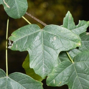 Photographie n°199619 du taxon Acer monspessulanum L. [1753]